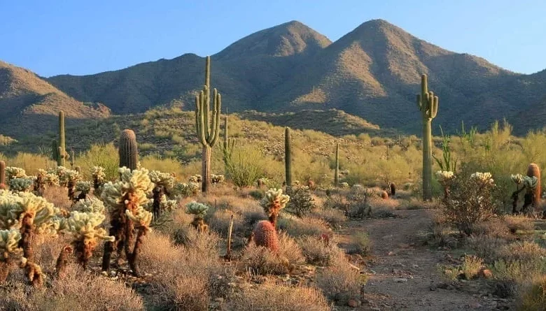 Paisaje desértico de Áridoamérica con montañas, cactus y vegetación árida en el norte de México