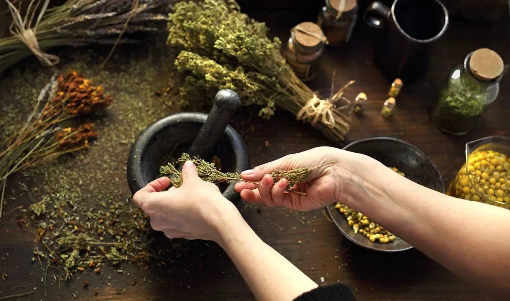 El nopal en la medicina tradicional mexicana y curiosidades que no conocías