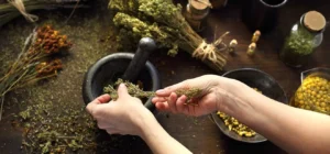 El nopal en la medicina tradicional mexicana y curiosidades que no conocías