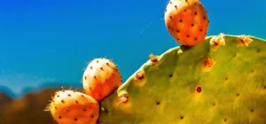 Nopal: Historia, beneficios, usos y curiosidades de un ícono mexicano
