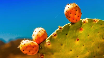 Nopal: Historia, beneficios, usos y curiosidades de un ícono mexicano