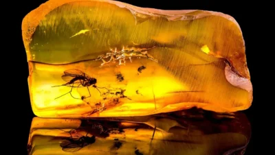 Qué es el ámbar: origen, formación y características principales