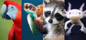 animales en peligro de extincion en mexico