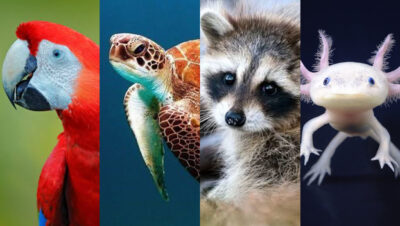 animales en peligro de extincion en mexico