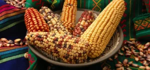 Origen del Maíz: Historia, Domesticación y Valor Cultural en México