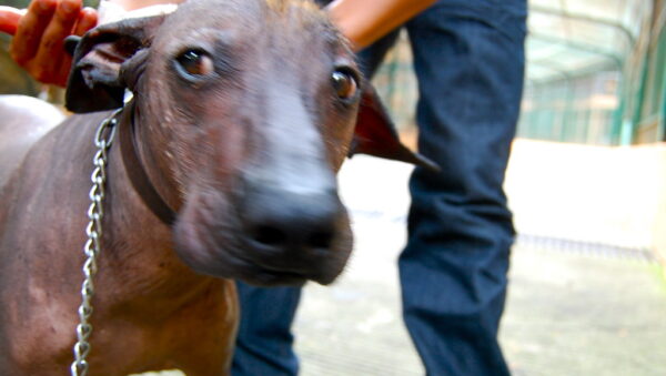 Xoloitzcuintle, el perro sin pelo de origen mexicano