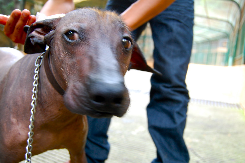 Xoloitzcuintle: Historia, Significado y Mitología del Perro Mexicano