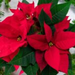 Flor de Nochebuena: Origen, Leyenda y Cuidados de la Flor Mexicana de Navidad
