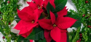 Flor de nochebuena: flores rojas de nochebuena con hojas verdes