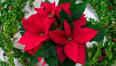 Flor de nochebuena: flores rojas de nochebuena con hojas verdes