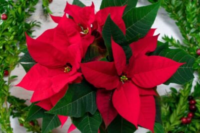 Flor de nochebuena: flores rojas de nochebuena con hojas verdes