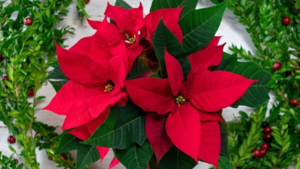 Flor de nochebuena: flores rojas de nochebuena con hojas verdes